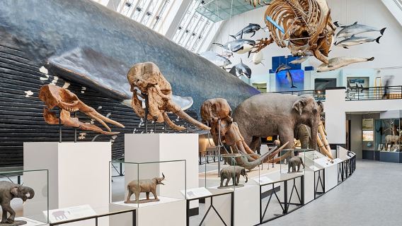 英國倫敦自然史博物館中文真人講解（專業講解老師包場或者拼場1-3小時可選）