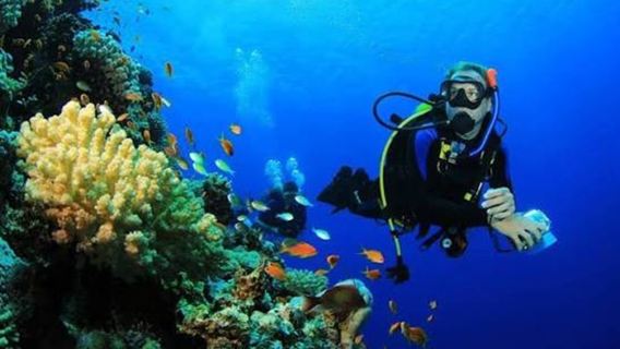 Bali Menjangan Adası Keşif Dalış Deneyimi - Sertifikasız Dalgıçlar İçin Başlangıç Dalışı