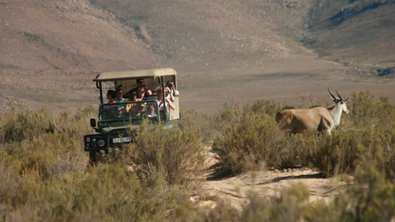 Excursión de un día a la reserva privada de Aquila desde Ciudad del Cabo, Sudáfrica