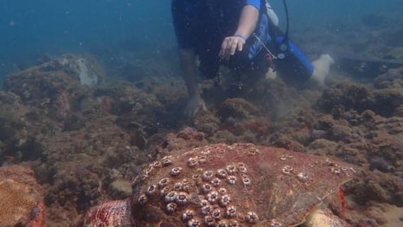 Mergulho em recifes de coral na Praia do Porto da Barra em Salvador-Bahia