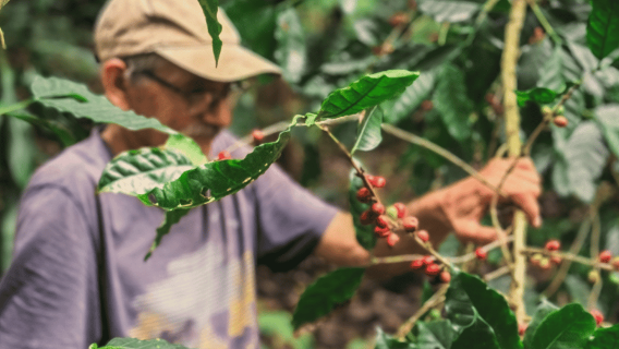 Poas Coffee tour, La Paz Waterfall and Poas Volcano