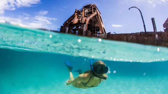 Moreton Island: Tangalooma snorkeling tour and dolphin feeding