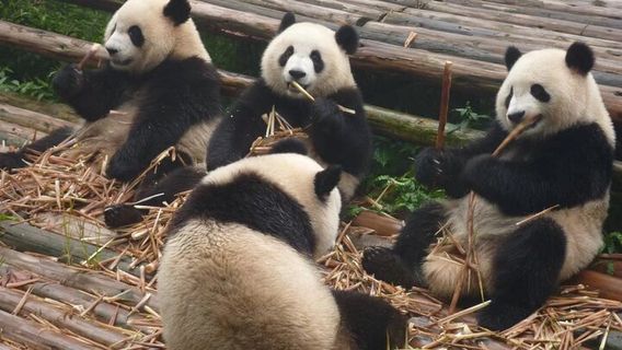 ChengduTravel Services