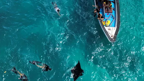 2-Hour Diving & Snorkeling Experience in Bali's Penida Island [Boat Ticket/Manta Point/Manta Bay/Crystal Bay/Gamat Bay/Wall Point]