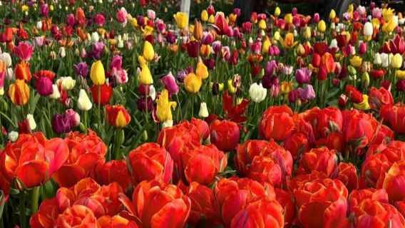 Lisse: Windmill Cruise + Visit to 'Tulip Experience'