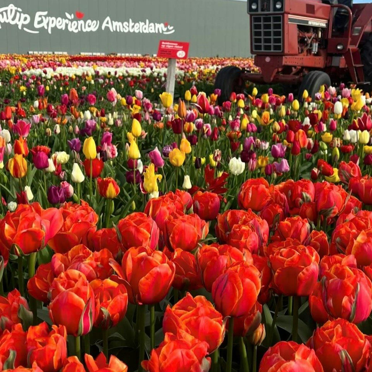 Lisse: crociera tra i mulini a vento + visita al 'Tulip Experience'