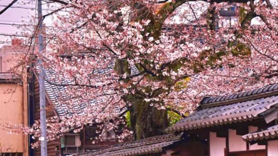 古都祕境：金澤-兼六園-茶屋東街-美術館|古都限定|可客製化