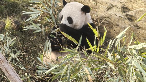 ฐานแพนด้ายักษ์เฉิงตู + พิพิธภัณฑ์จินซา + ล่องเรือตอนกลางคืน ทัวร์ส่วนตัวหนึ่งวันจินเจียง