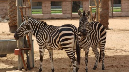 Abu Dhabi Attraction: Emirates Park Zoo Abu Dhabi Day Tours 1