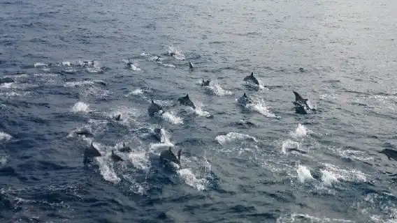 Hualien whale watching | Doloman Ocean Whale Watching Tour Experience