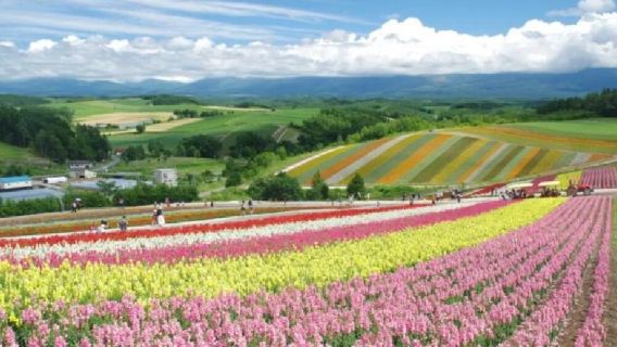 日本北海道富良野一日遊/行程可調-可客製多日遊