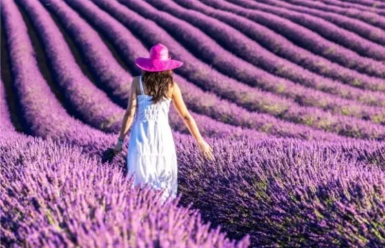 中文團 英國倫敦科茲沃爾德+水上伯頓一日遊 （7月含薰衣草）