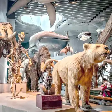 Shanghai Natural History Museum - Vast Collection of Rare