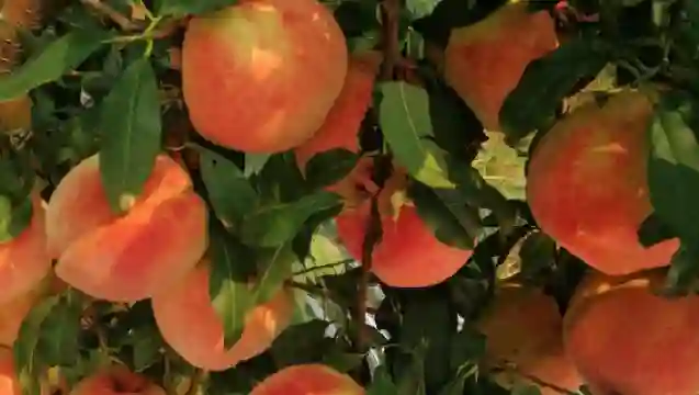 北京平谷大桃採摘園一日遊