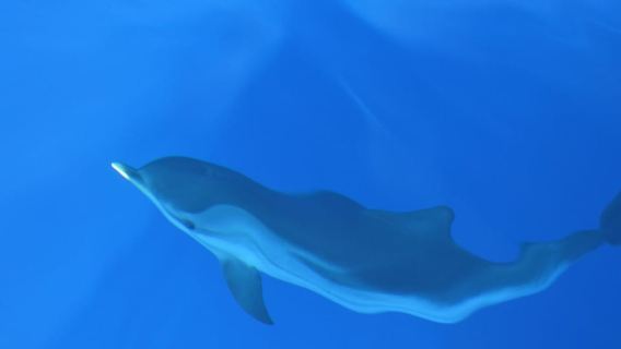 Genoa: Du thuyền ngắm cá voi tại Khu bảo tồn Pelagos