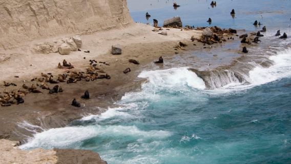 From Puerto Madryn: Valdes Peninsula Full-Day Tour