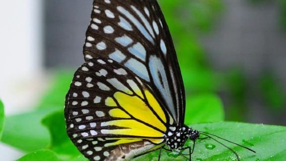 Penang: Entopia General Admission Tickets