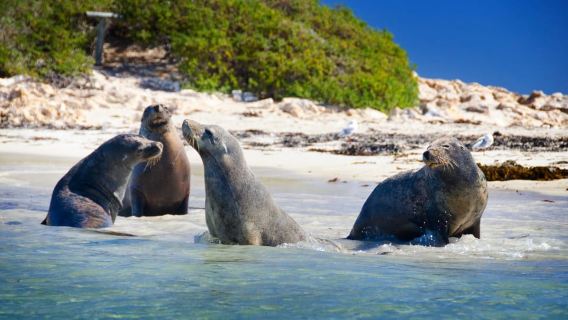 From Perth: Margaret River Wine Tour & Wildlife Cruise