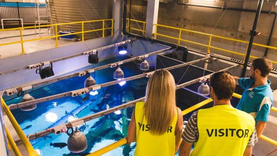 Cairns: Encuentro con la vida marina