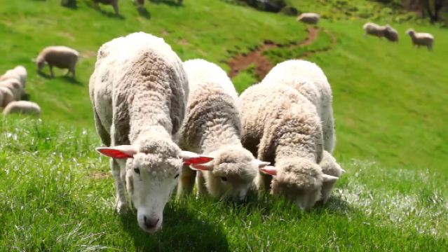 清邁小眾景點綿羊農場+湄沙瀑布一日遊《中文包車酒店接送》