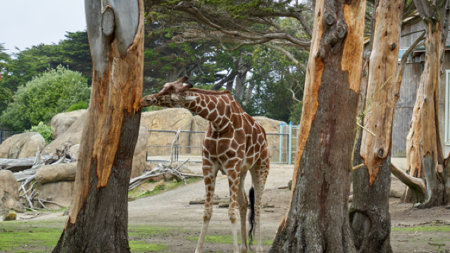 【舊金山中文包車深度遊】貝克海灘+動物園+金門公園+雙峰