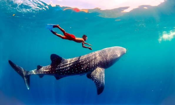 宿霧出發：奧斯洛布鯨鯊觀賞+墨寶沙丁魚風暴浮潛一日遊