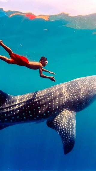 From Cebu: Oslob Whale Shark Encounter + Moalboal Sardine Run Snorkeling | Full-Day Marine Adventure