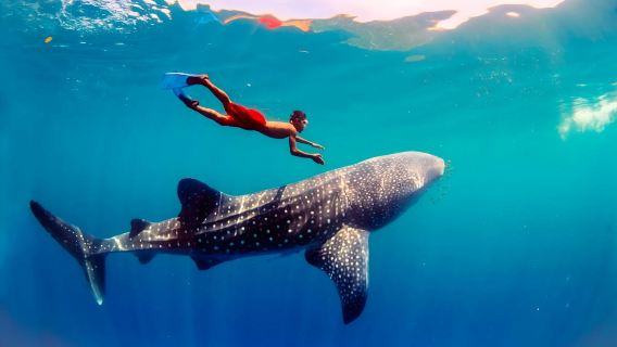 From Cebu: Oslob Whale Shark Encounter + Moalboal Sardine Run Snorkeling | Full-Day Marine Adventure