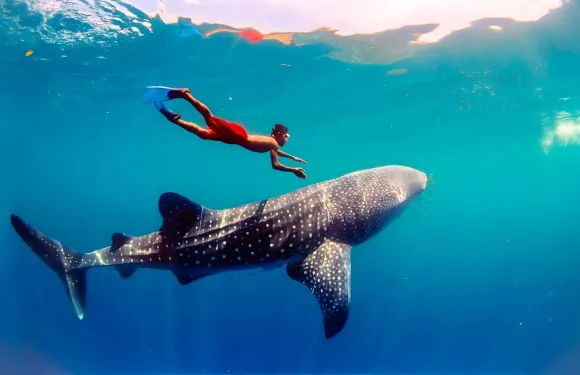 宿霧出發：奧斯洛布鯨鯊觀賞+墨寶沙丁魚風暴浮潛一日遊