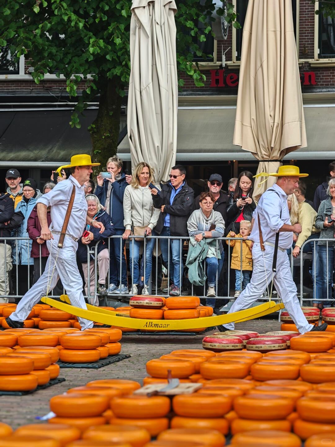荷蘭一日遊：阿爾克馬爾乳酪市場+Schagen鬱金香田+霍倫