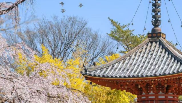 日本東京定制包車一日遊-【中文司機/上門接駁/可自選景點】