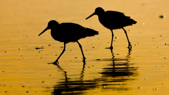 Cape Town, South Africa|Customized Itinerary/Transfer Service/Point-to-Point Transportation