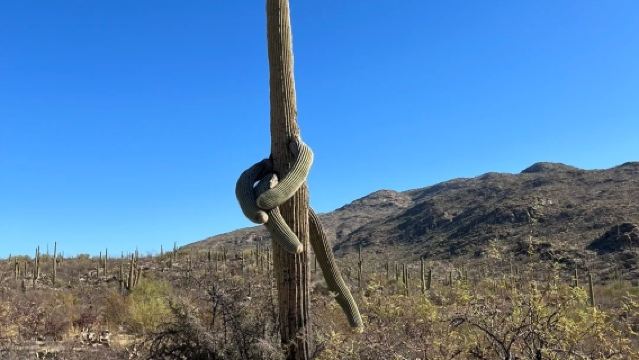 美國鳳凰城-斯科茨代爾-仙人掌公園-巨人柱國家公園-包車精選