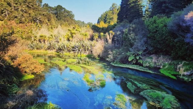 New Zealand Auckland: Blue Spring + Tirau + Rotorua + Kampung Budaya Maori Sewaan Peribadi Berbahasa Cina