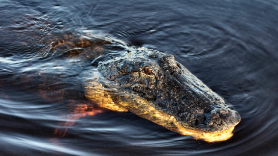 Half-day airboat tour in Miami Everglades National Park [wildlife exploration/encounter with alligators]