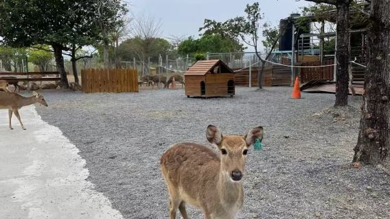 Pergi-Balik Kaohsiung Taiwan & Taman Ekologi Rusa Sika + Muzium Biologi Marin [Lawatan Sehari Keluarga]