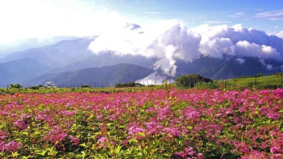 Caminhada no Monte Ibuki - Montanha com "Vistas Recompensadoras" Acessível até para Iniciantes | Onde as Plantas Alpinas Florescem Magnificamente [Partida de Umeda/Shin-Osaka]