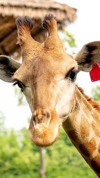 From 1 person · 1-day tour to Shanghai Wild Animal Park · optional English or other language guide · assistance with park entry