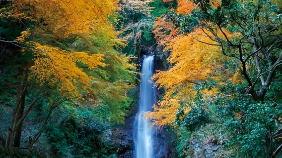 名古屋紅葉狩りワンデーツアー：谷汲山華厳寺＋養老公園＋清洲城