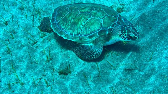 Try diving for the first time in turtle area