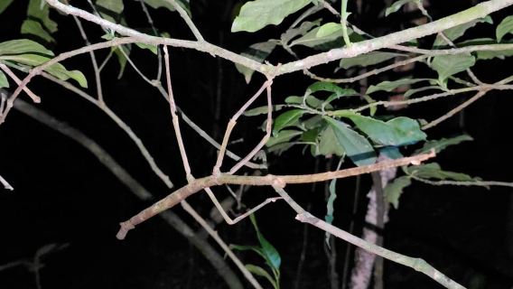 Monteverde: Night Walk with Guide and Flashlights
