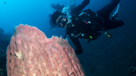 印尼峇里島體驗潛水水肺潛水/浮潛2小時【藍夢島深潛浮潛+圖蘭奔深潛+八丹拜深潛--專業教練指導】