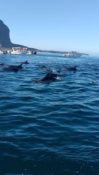 Mauritius Speedboating for Dolphin Watching + Baie du Cap + Gris Gris Beach + Pont Naturel Day Tour