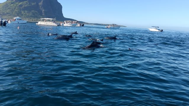 毛里求斯海豚灣半日遊(純粹追海豚)/碼頭集合/酒店接送/包船可選