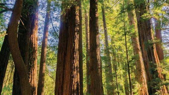 San FranciscoExperiences