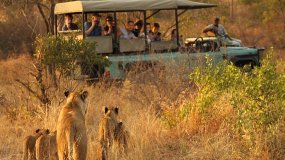 Kruger National Park Day Tour | Malelane & Komatipoort Hotel Transfers