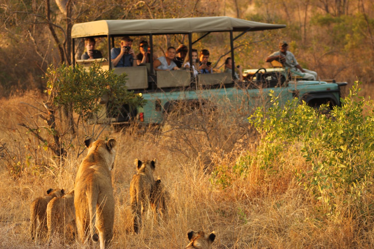 Kruger National Park Day Tour | Malelane & Komatipoort Hotel Transfers