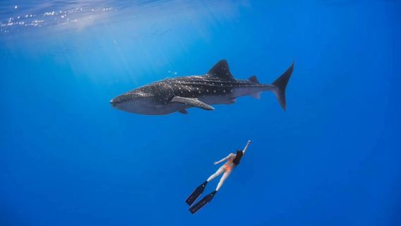Da Dumaguete: tour di un giorno per l'osservazione degli squali balena a Oslob, al Badian Canyon e alle cascate di Kawasan