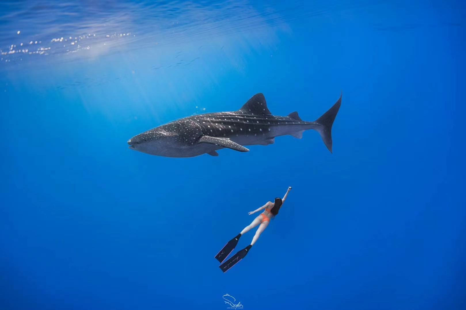 Ab Dumaguete: Tagesausflug zum Walhai-Beobachtung in Oslob, Badjan Canyon & Kawasan Falls