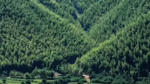 湖州安吉一日遊：小杭坑+江南天池+藏龍百瀑【包車×多語言】